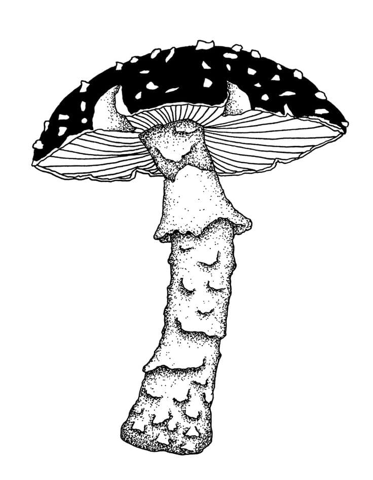 Amanita Muscaria