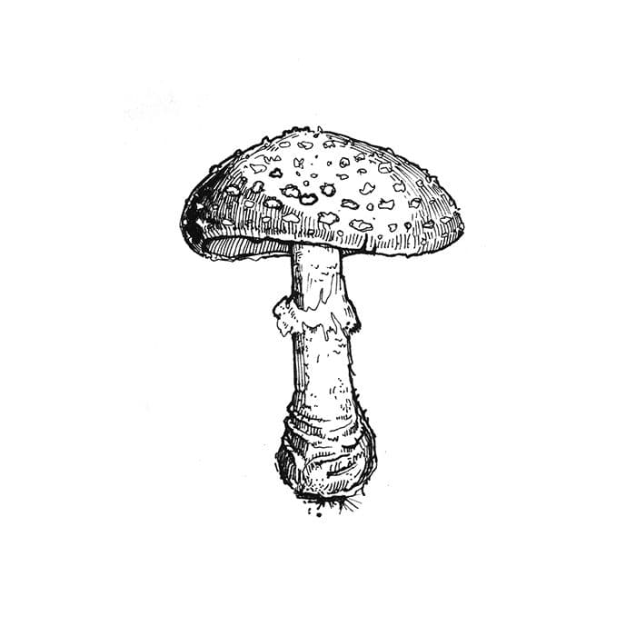 Amanita Pantherina